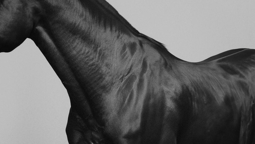 HE, index: SS26 PRE 'EQUINE' (desktop)