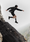 HE, product: PUMA X HELIOT EMIL SHORTS (Fig. 16)